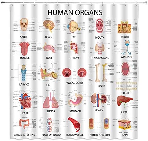 İnsan Organları Duş Perdesi Anatomi Organ Vücut Komple Grafik Yapıları Hayat Tıp Bilimi Kafatası Gözler Burun Beyaz